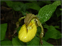 Yellow Ladys Slipper