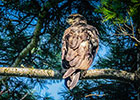 Immature Bald Eagle